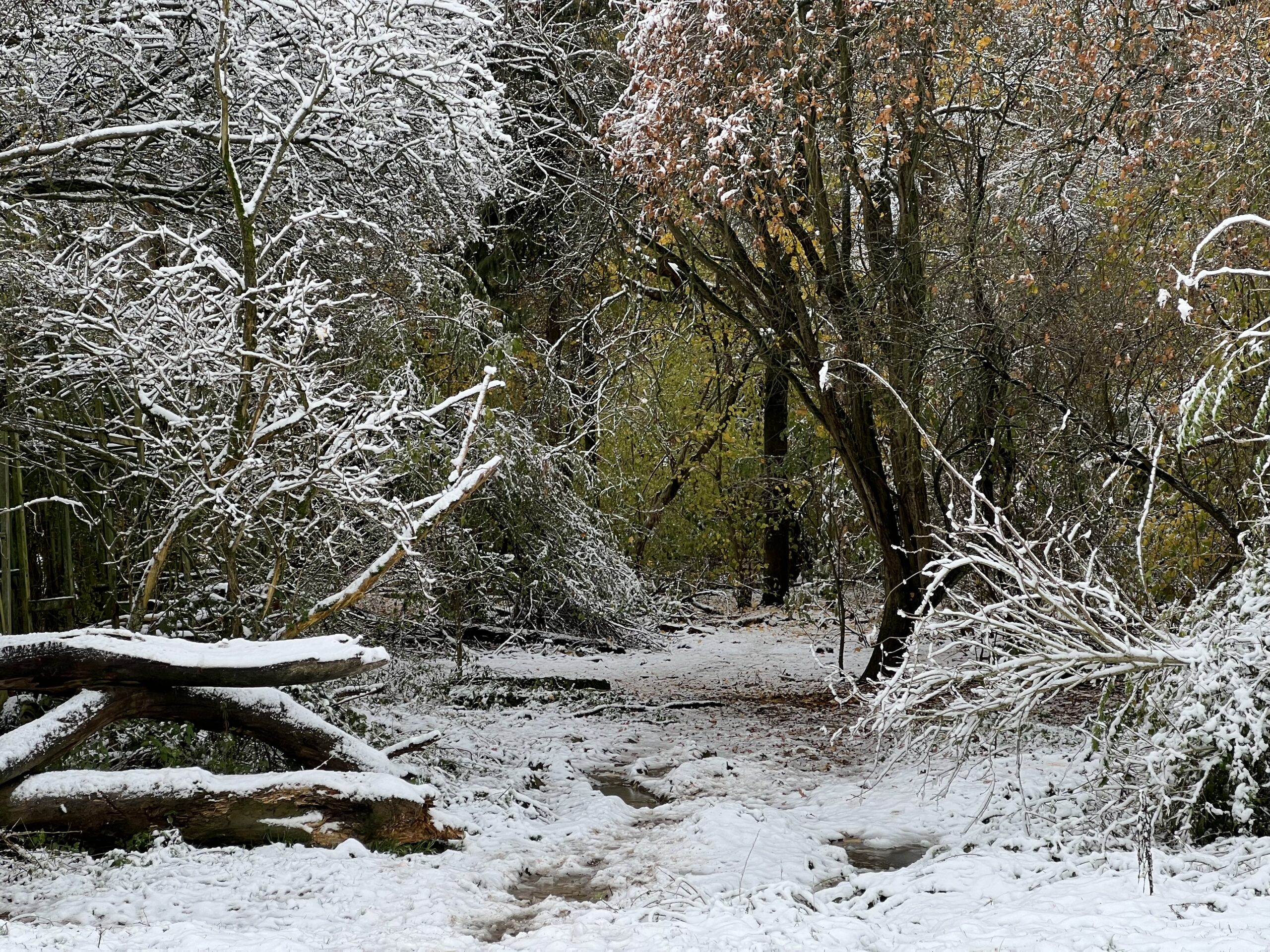 The Hollow Way leading to Hougoumont farm on the Waterloo battlefield in ice and snow.