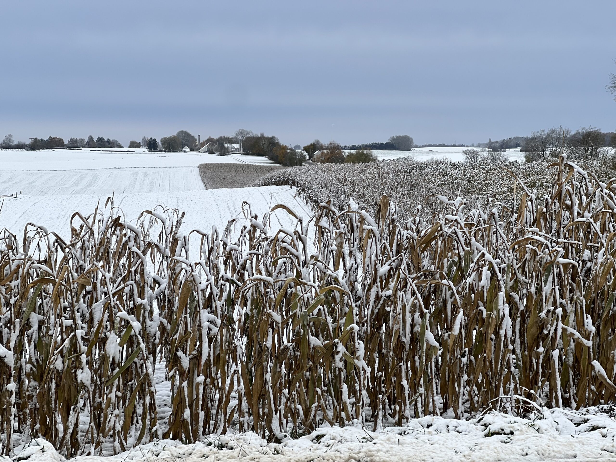 Snow covered crops on the Waterloo battlefield, viewed from General Picton's final position, looking toward La Belle Alliance.